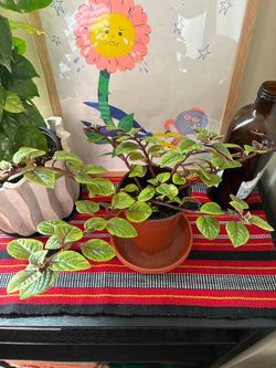 Plectranthus Indoor Plant