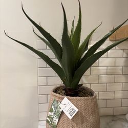 Plant Decor