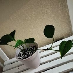 Pothos plant with pot/ indoor/ new