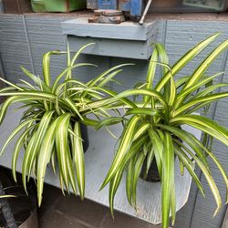 Beautiful Large Spider Plants 1 Gallon Pots $13 For Both 