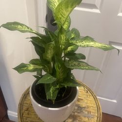 Plant For Room In Ceramic Pot