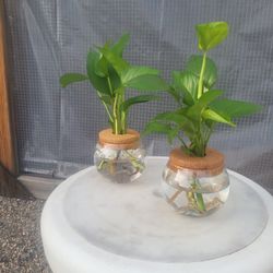 Pothos Plant In Water
