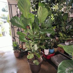 Fiddle Leaf Tree Indoor 