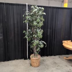 Tall Faux Ficus Artificial Tree in Wicker Basket