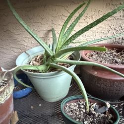 Aloe Vera $10