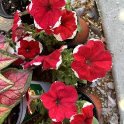 Picotee Petunia ,5 - 6 Inch Pots 
