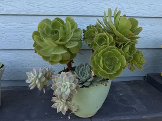 Succulent Pot
