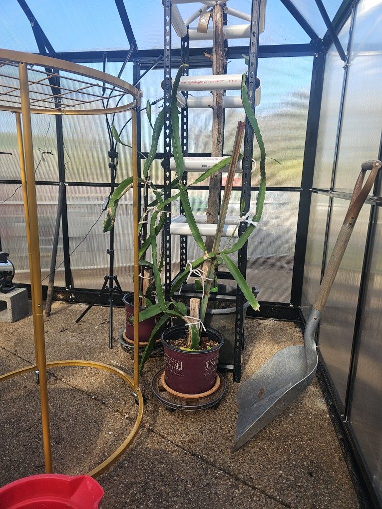 Dragon Fruit ( Dragonfruit ) Plants For Sale
