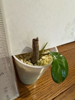 Philodendron squamiferum plant bare root