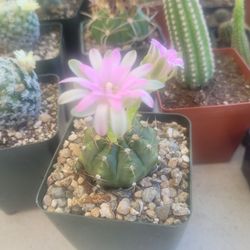 Cactus