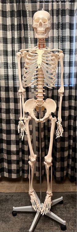 Large skeleton