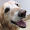 Janet