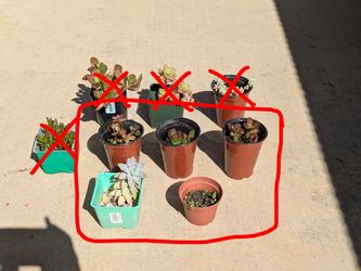 Succulents $3 each