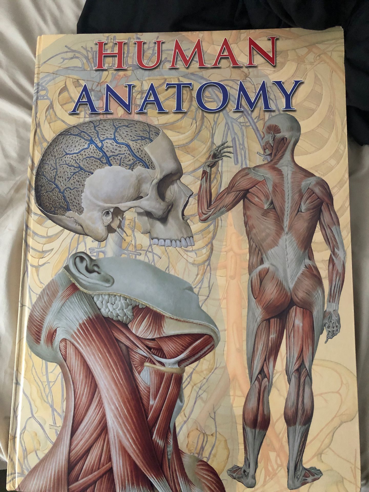 Human anatomy big book 14 by 20 inches