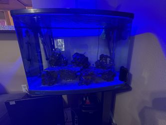 Fish Tank