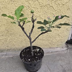 Bonsai aple