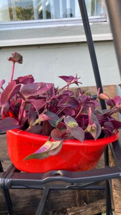 Plantas
