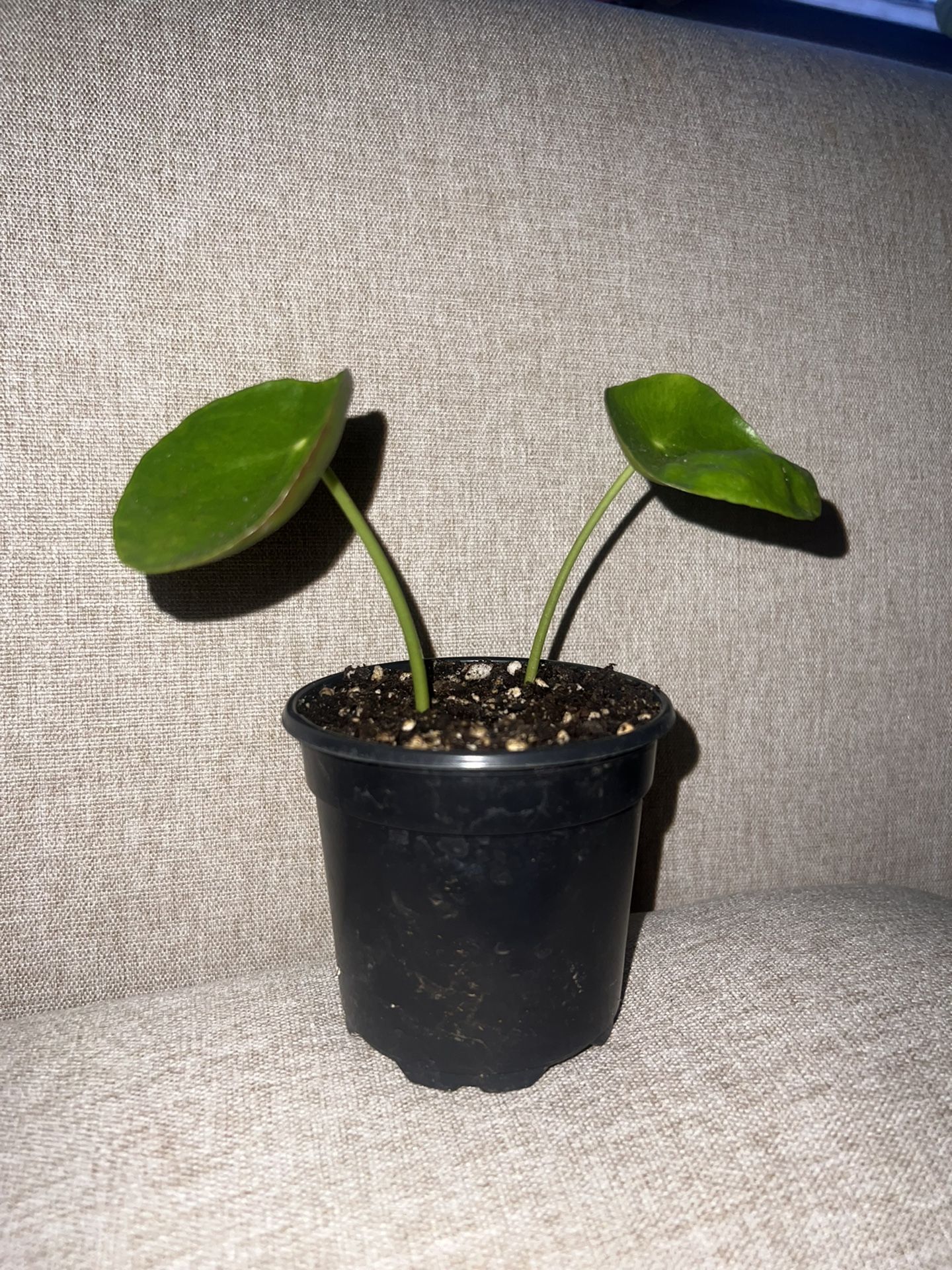 Pilea Plant Rooted Cuttings