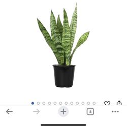 Live Snake Plant, Sansevieria Zeylanica, Indoor House Plant in Pot, Mother in Law Tongue Sansevieria Plant Live, Potted Succulent Plant, Fully Rooted 