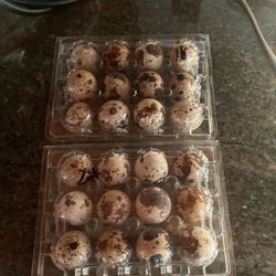 Quail Organic Eggs