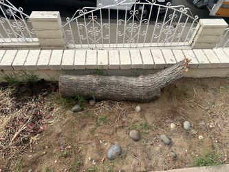 Free tree log/ branch