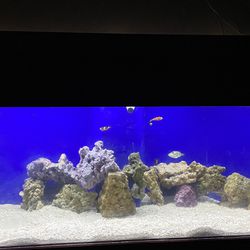 74 Gallon Acrylic Fish tank 