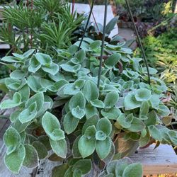 White Velvet Plant 8in Pot 