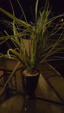 Fake plant