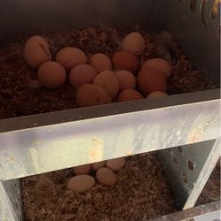 Free range Eggs For Sale