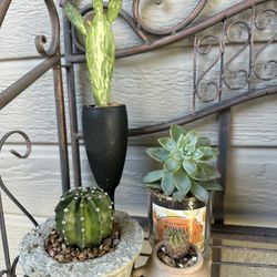 Small Succulents -$3 Each 