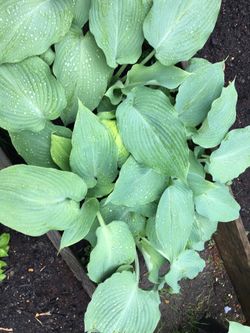Hosta plants, lemon mint (lemon balm)