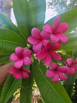 15 gallons Plumerias