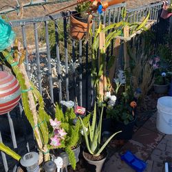 Plants