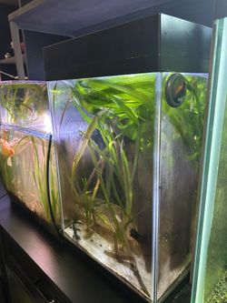 10 gal tall tank