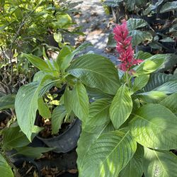Brazilian Red Cloak 