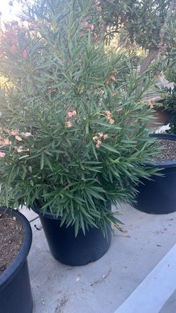 Oleanders. Salmon 20 Gallon