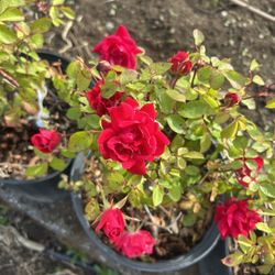 Roses - 3 Gallon - Double Knock Out (red)