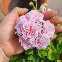 $22 Zonal Pelargonium Geranium 🌿 3-gallon pot