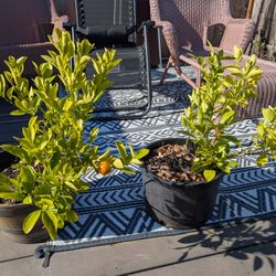 Dwarf Satsuma Trees 