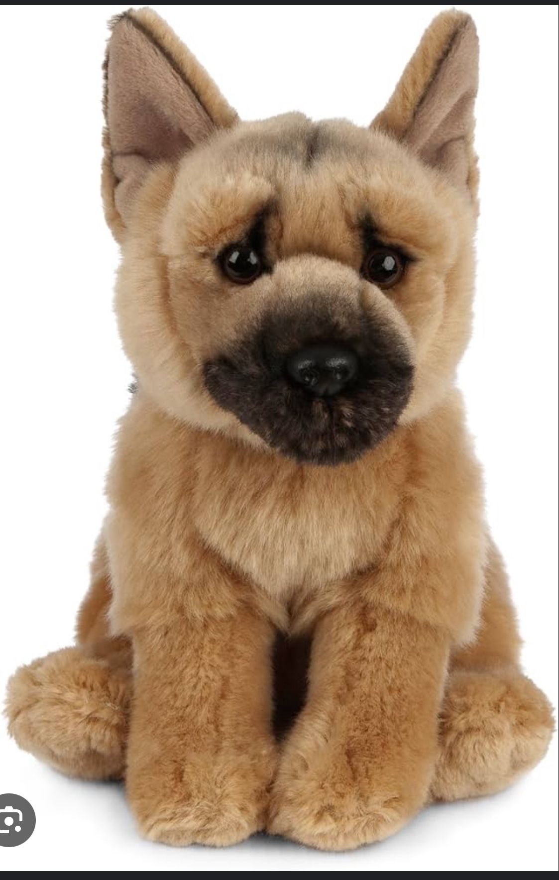 Dog Pastor A