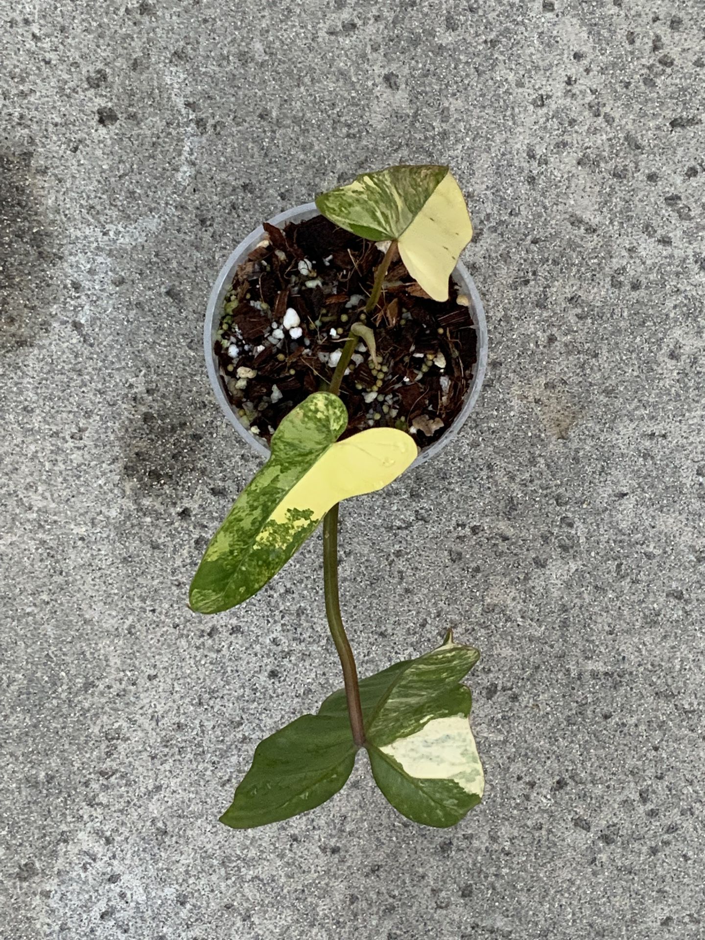 Philodendron Billietiae X Florida Beauty Variegated Sprouted Mid Cut Rooted New Hybrid