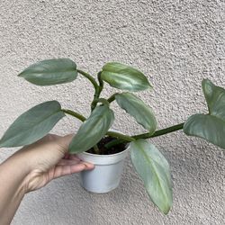 Beautiful Philodendron Silver Sword Plant 