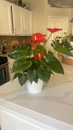 Indoor plant anthurium