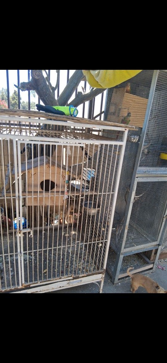 Bird Cage