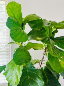 Fiddle Leaf Tree