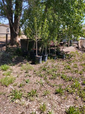 Photo Cotton less Álamo trees for sale ,different sizes and prices .$30 to 70🍀