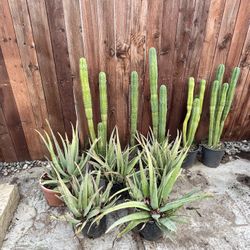 Cactus and Aloe Plants