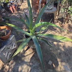 Agave plant