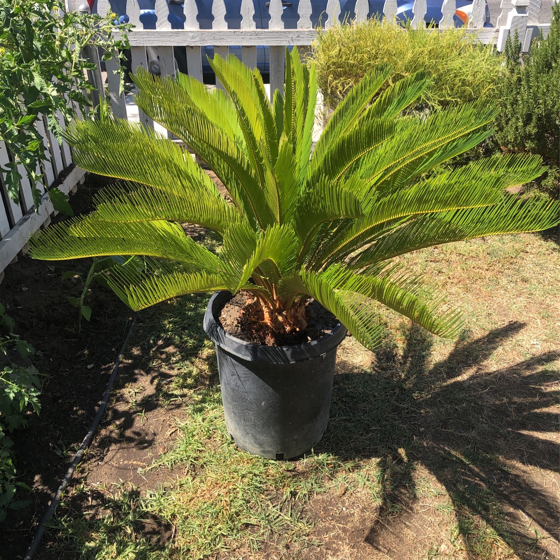 Sago Palm Bonsai Tree