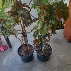 Begonia Plant